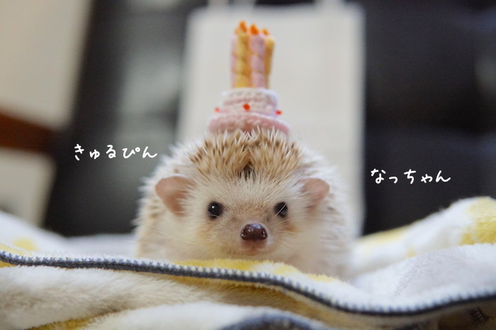 f:id:chikojirou:20180820221516j:plain f:id:chikojirou:20180820221516j:plain