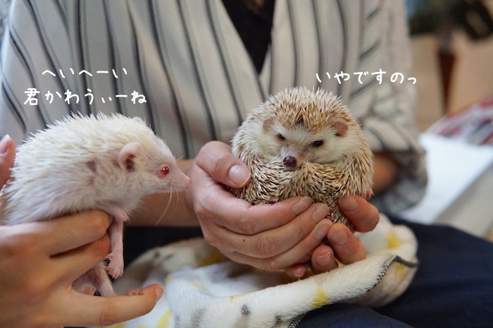 f:id:chikojirou:20180820221559j:plain f:id:chikojirou:20180820221559j:plain