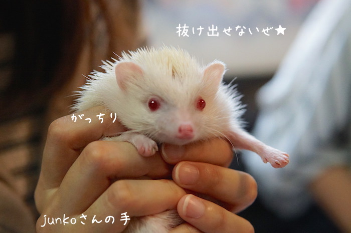 f:id:chikojirou:20180820221613j:plain f:id:chikojirou:20180820221613j:plain
