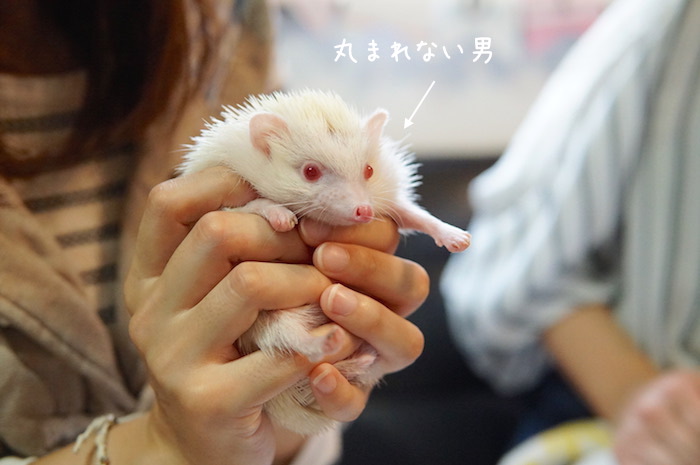 f:id:chikojirou:20180820221629j:plain f:id:chikojirou:20180820221629j:plain