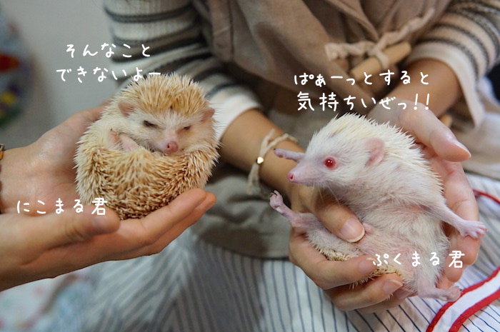 f:id:chikojirou:20180820221647j:plain f:id:chikojirou:20180820221647j:plain