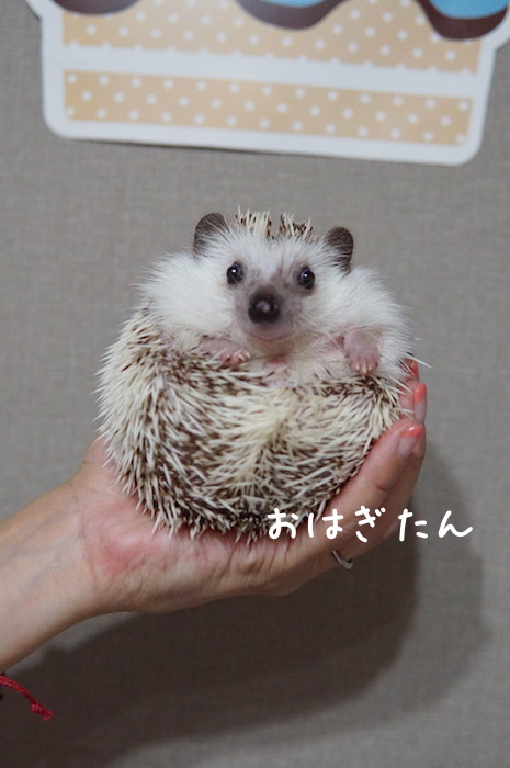 f:id:chikojirou:20180820221739j:plain f:id:chikojirou:20180820221739j:plain