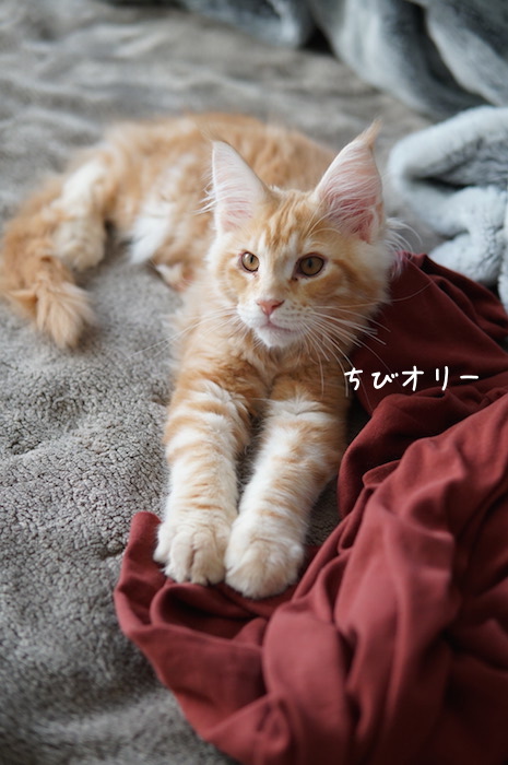 f:id:chikojirou:20180904220237j:plain