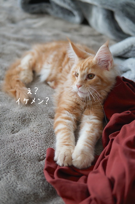 f:id:chikojirou:20180904220253j:plain