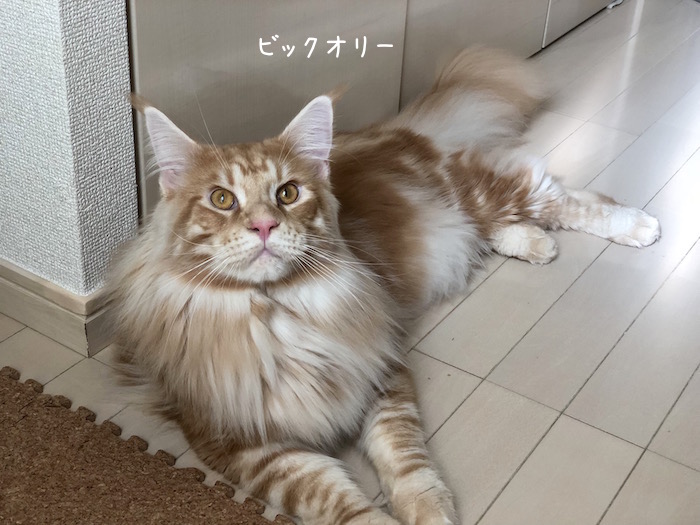 f:id:chikojirou:20180904220317j:plain