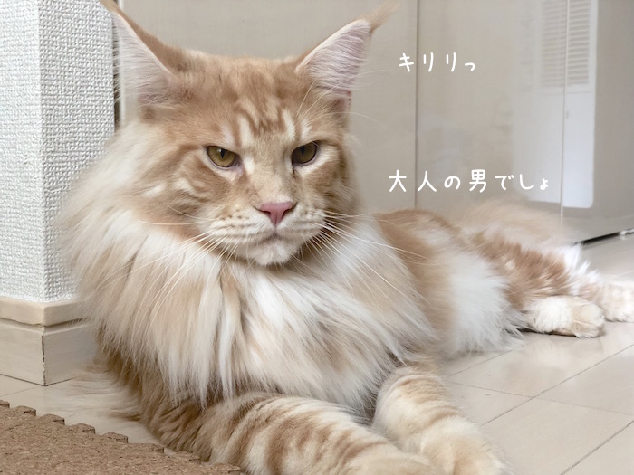 f:id:chikojirou:20180904220328j:plain