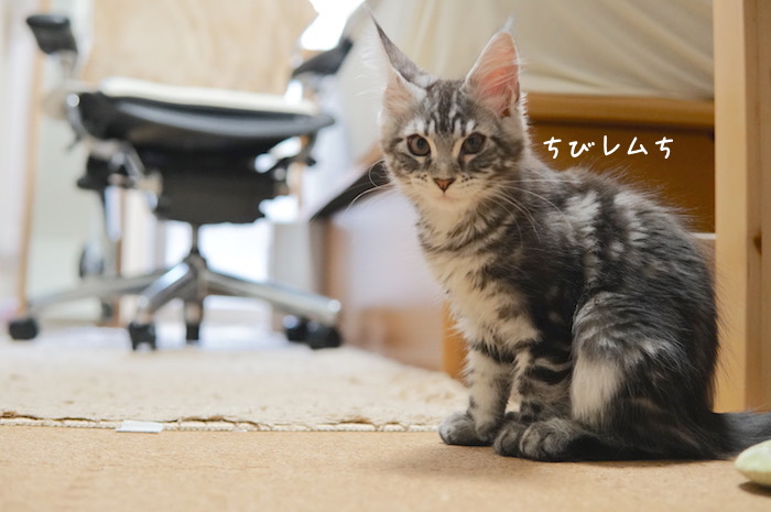 f:id:chikojirou:20180904220342j:plain