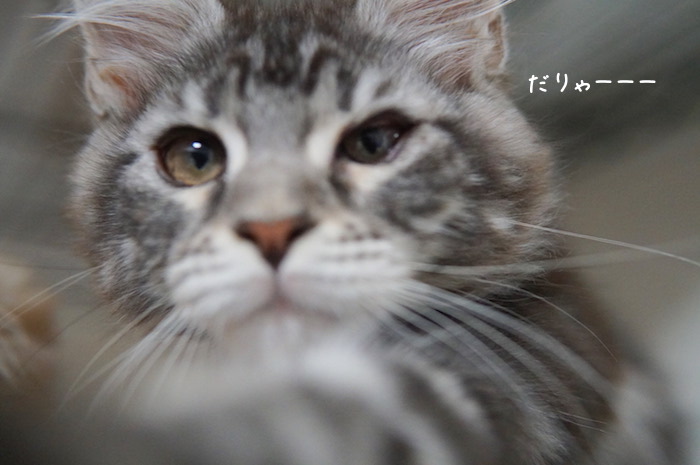 f:id:chikojirou:20180904220435j:plain