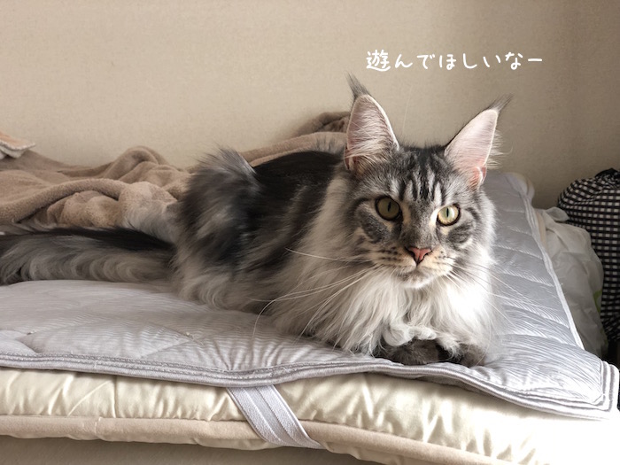 f:id:chikojirou:20180904220459j:plain