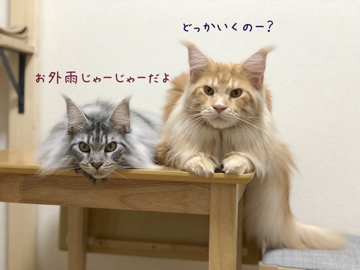 f:id:chikojirou:20180904220512j:plain