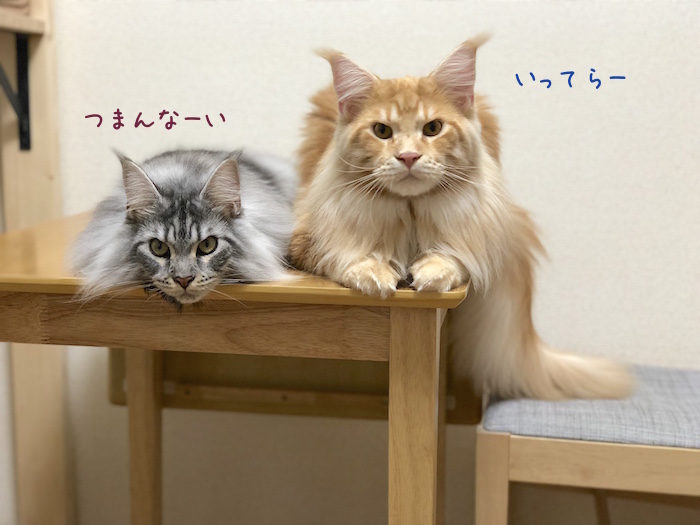 f:id:chikojirou:20180904220525j:plain