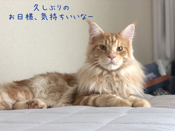 f:id:chikojirou:20180905214759j:plain