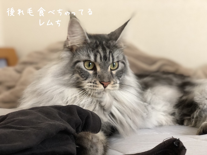f:id:chikojirou:20180905214808j:plain
