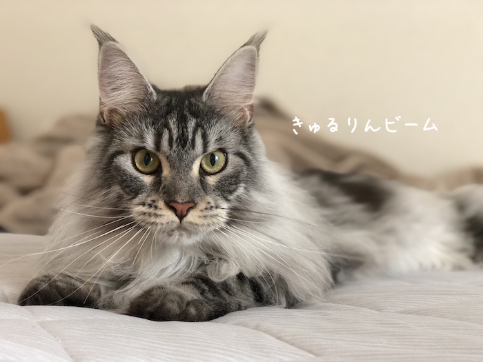 f:id:chikojirou:20180905214820j:plain