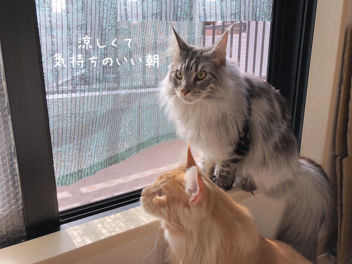 f:id:chikojirou:20180912220012j:plain