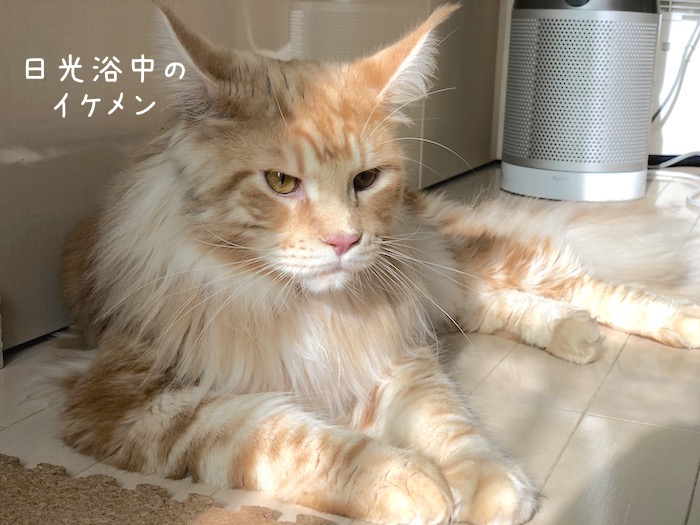 f:id:chikojirou:20180912220027j:plain