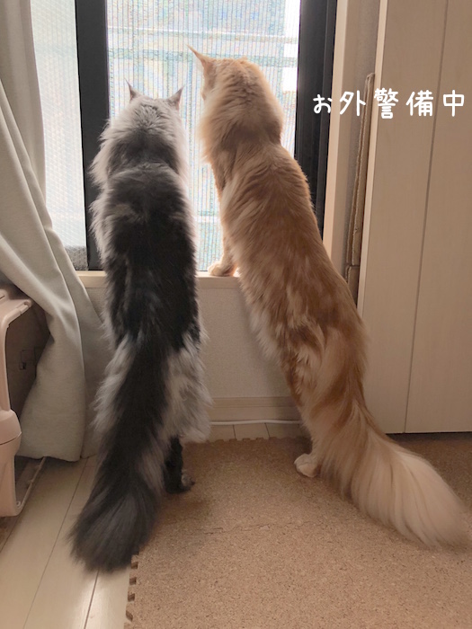f:id:chikojirou:20180913214703j:plain