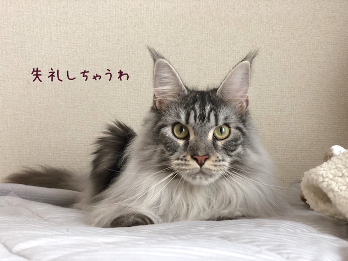 f:id:chikojirou:20180918213216j:plain
