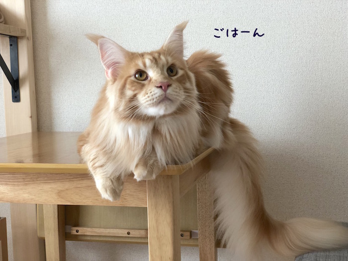 f:id:chikojirou:20180918213321j:plain