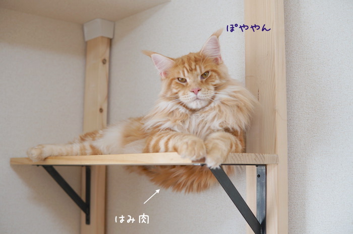 f:id:chikojirou:20180919215527j:plain