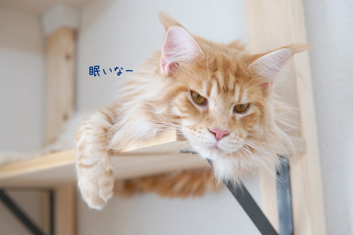 f:id:chikojirou:20180919215617j:plain