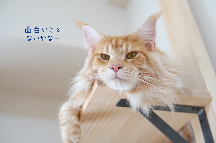 f:id:chikojirou:20180919215634j:plain