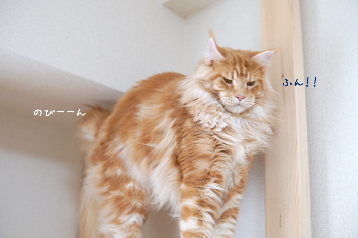f:id:chikojirou:20180919215647j:plain