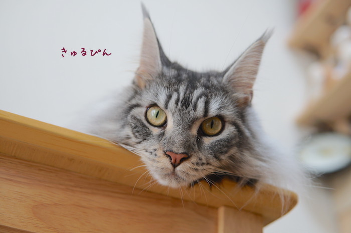 f:id:chikojirou:20180919215733j:plain