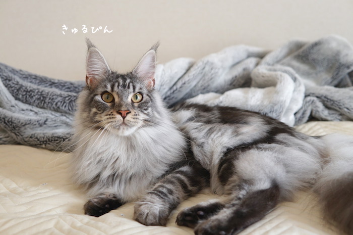f:id:chikojirou:20180919215746j:plain