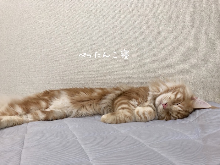 f:id:chikojirou:20180919215921j:plain