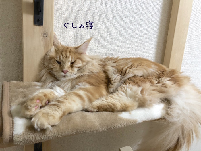 f:id:chikojirou:20180919220000j:plain