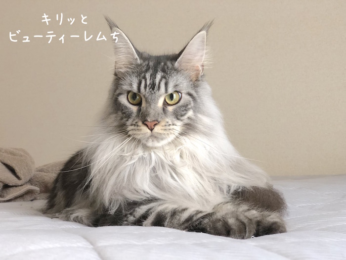 f:id:chikojirou:20180928212303j:plain