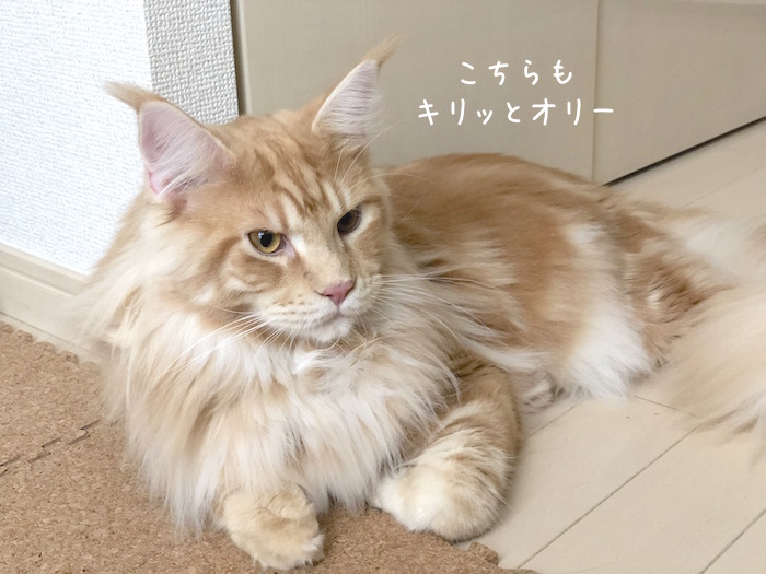 f:id:chikojirou:20180928212318j:plain