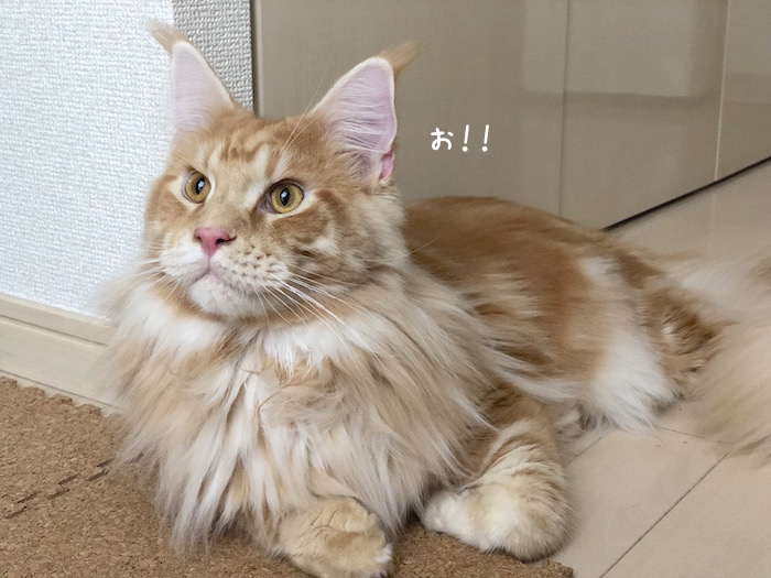f:id:chikojirou:20180928212327j:plain
