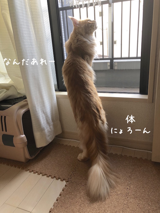 f:id:chikojirou:20180928212340j:plain