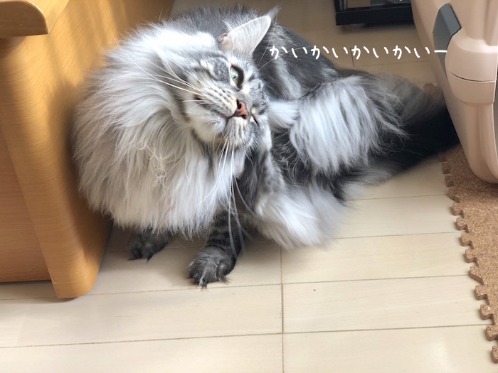 f:id:chikojirou:20180928212351j:plain