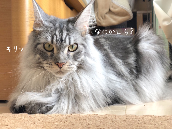 f:id:chikojirou:20180928212403j:plain