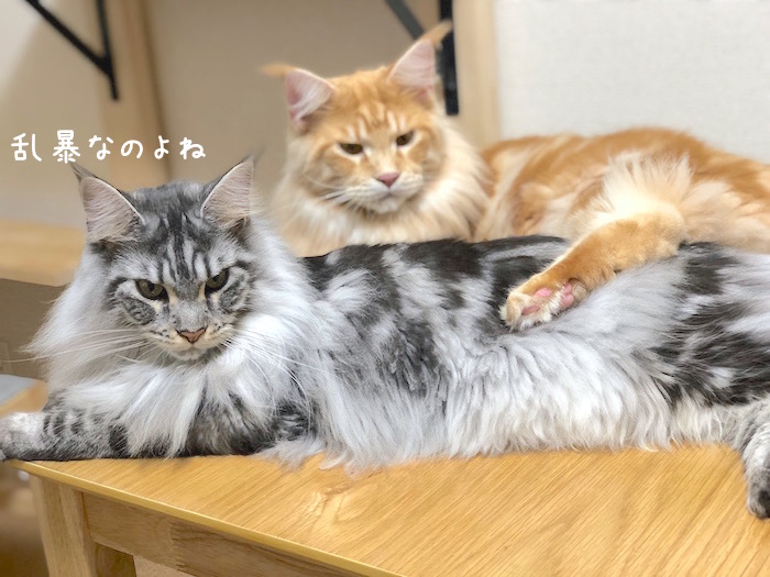 f:id:chikojirou:20180928212502j:plain