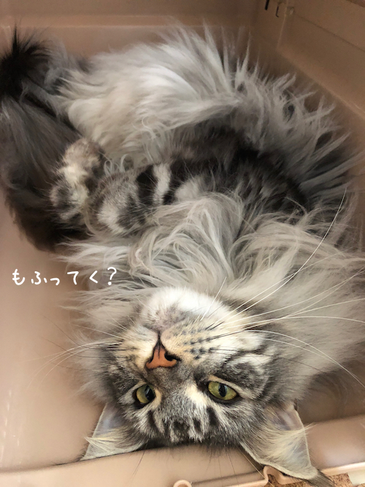 f:id:chikojirou:20181001204923j:plain