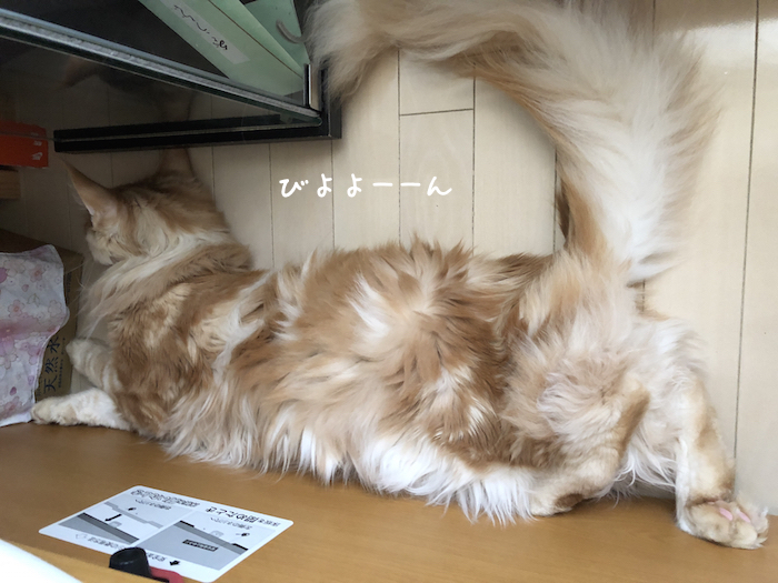 f:id:chikojirou:20181001204933j:plain