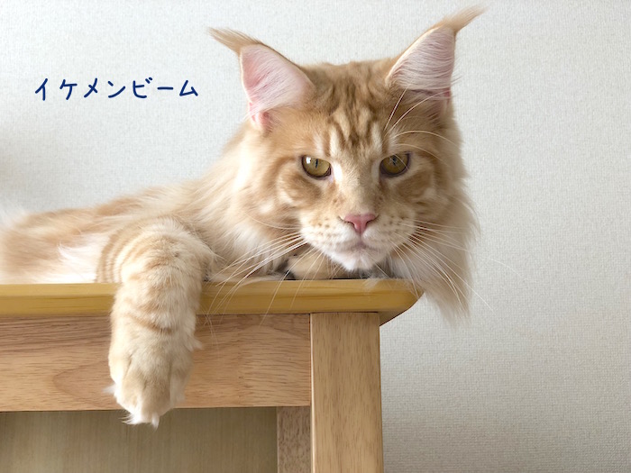 f:id:chikojirou:20181003174357j:plain f:id:chikojirou:20181003174357j:plain