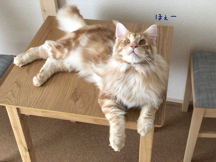 f:id:chikojirou:20181003174500j:plain f:id:chikojirou:20181003174500j:plain