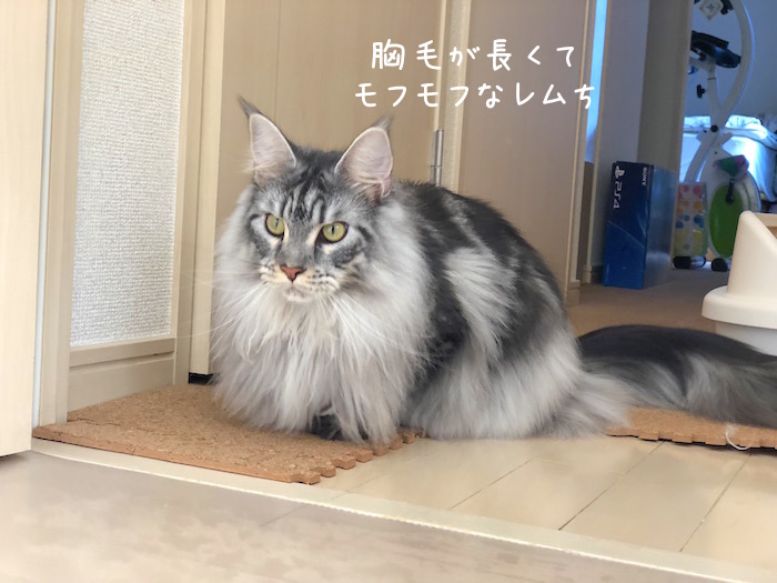 f:id:chikojirou:20181003174510j:plain f:id:chikojirou:20181003174510j:plain