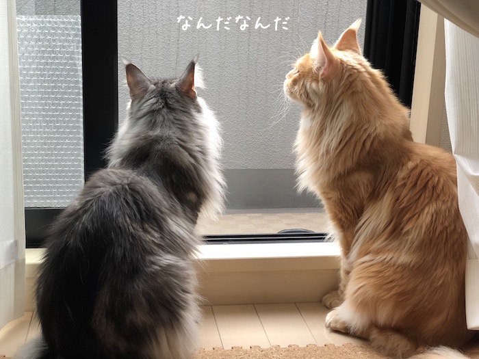 f:id:chikojirou:20181003174534j:plain f:id:chikojirou:20181003174534j:plain