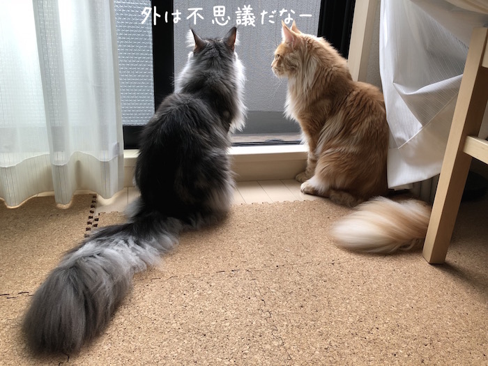 f:id:chikojirou:20181003174545j:plain f:id:chikojirou:20181003174545j:plain