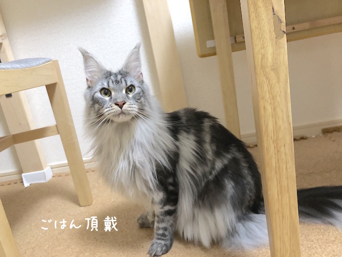 f:id:chikojirou:20181103111904j:plain