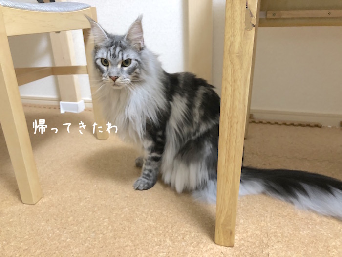 f:id:chikojirou:20181103112305j:plain
