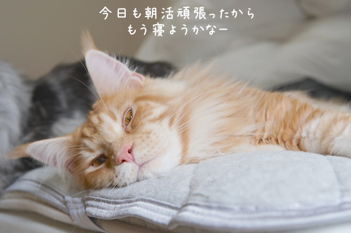 f:id:chikojirou:20181104093950j:plain