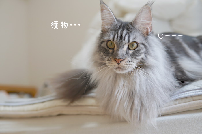 f:id:chikojirou:20181104094032j:plain