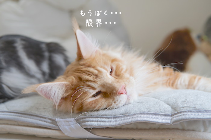 f:id:chikojirou:20181104094055j:plain